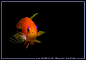 Face to Face - just like I like them... Que du bonheur...... by Michel Lonfat 